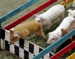 Feltet er samlet i kategorien 'hækkeløb'. - Foto: AP 
