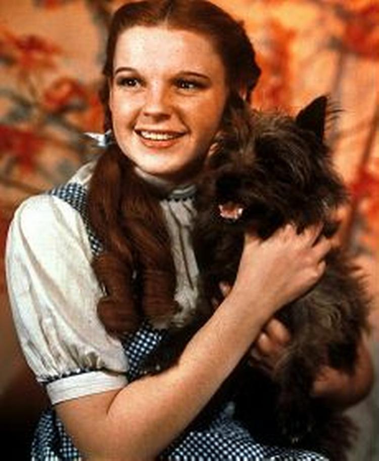 Den er meget kostbar, kjolen, som Judy Garland bar i  Troldmanden fra Oz . Nu skal den sælges for et beløb i omegnen af 400.000 kroner.   Foto: MGM 