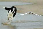 Hunde skal motioneres hver dag. I den italienske by Turin er det derfor nu et lovkrav, at hundeejere går tur med hunden mindst tre gange om dagen, ellers vanker der bøder. - Arkivfoto: AP 