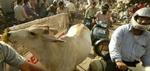De anslået 35.000 køer skaber ofte trafikkaos i New Delhi. - Foto: AP 