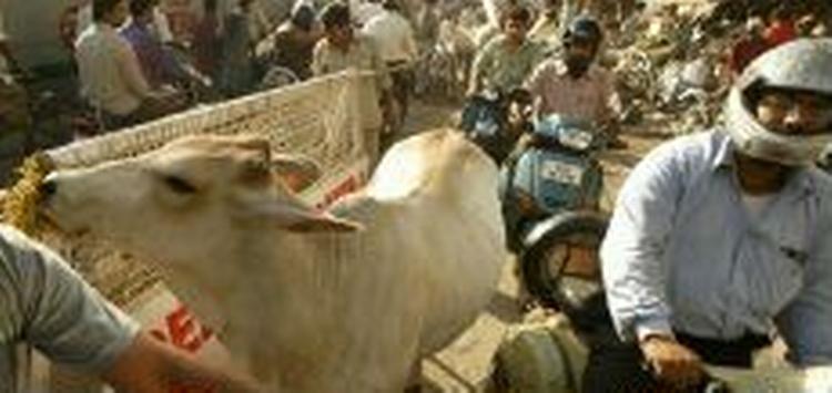De anslået 35.000 køer skaber ofte trafikkaos i New Delhi. - Foto: AP 