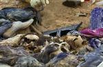 Massegraven er blevet fundet i et ørkenområde i det sydlige Irak. - Foto: AP 