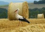 En stork på en mark i det østlige Tyskland sidste år. 2004 var et væsentligt bedre storke-år, end 2005 tegner til. - Foto: APA! 