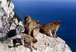 Velmenende turister er skyld i, at Gibraltars aber skranter. Dyrene rammes i stigende grad af livsstilssygdomme.   Arkivfoto: Christophe Simon/AFP 