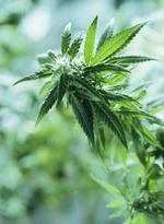 Hampefrøene kan blive til denne dybt ulovlige plante. - Foto: AP 