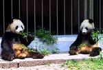 De fire år gamle pandaer Fufu (tv) og Linyang er tilsyneladende upåvirkede af, at de skal til Taiwan som forsoningsgave. - Foto: AP 