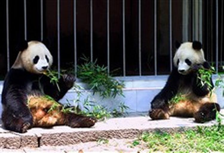 De fire år gamle pandaer Fufu (tv) og Linyang er tilsyneladende upåvirkede af, at de skal til Taiwan som forsoningsgave. - Foto: AP 