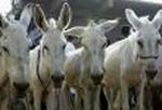 EGYPT SAVING DONKEYS