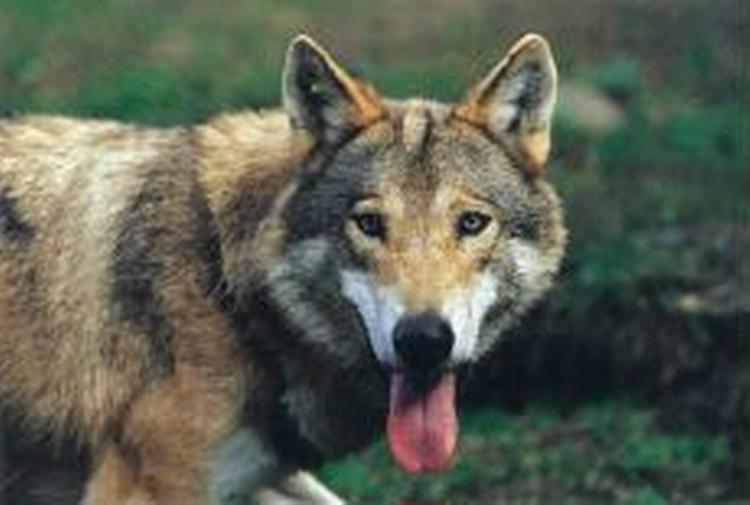 - Foto: Per Klaesson 