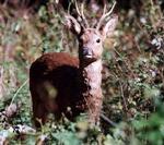 Bambi her er mindre vred end råbukken i Södertälje. Men den har heller ikke gaffatape på geviret. - Arkivfoto: Mads Winther 