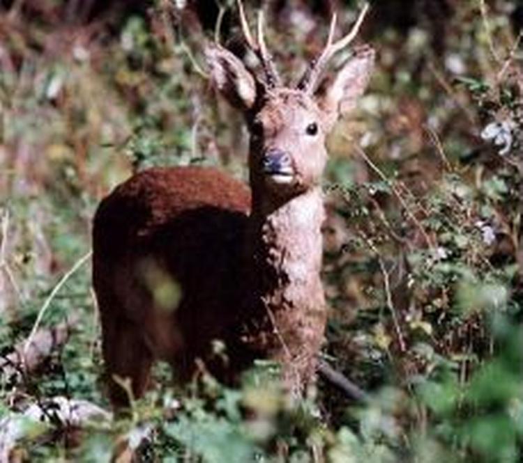 Bambi her er mindre vred end råbukken i Södertälje. Men den har heller ikke gaffatape på geviret. - Arkivfoto: Mads Winther 