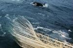 De danske fiskere landede sidste år 90.000 ton blåhvilling til en værdi af 63 mio. kr. - Arkivfoto: Mads Nissen 