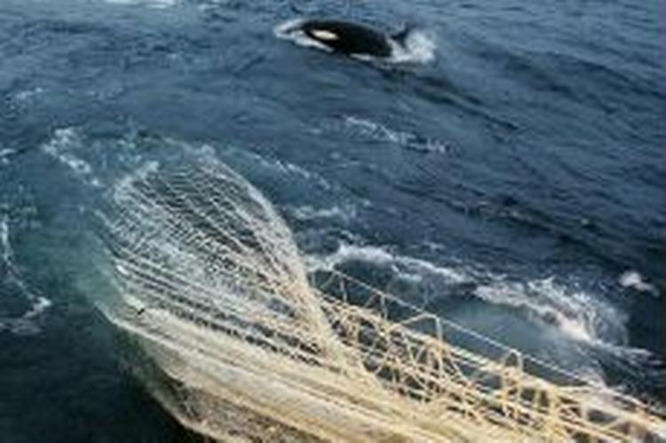 De danske fiskere landede sidste år 90.000 ton blåhvilling til en værdi af 63 mio. kr. - Arkivfoto: Mads Nissen 