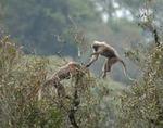 Den nye abeart lever i trætoppe i Tanzanias sydlige højland, der ligger i 2.500 meters højde. Foto: Wildlife Conservation Society, www.wcs.org 