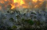 Afskovningen i Brasilien foregår i dag med rekordfart og trænger dybere og dybere ind i regnskoven. - Foto: AP 