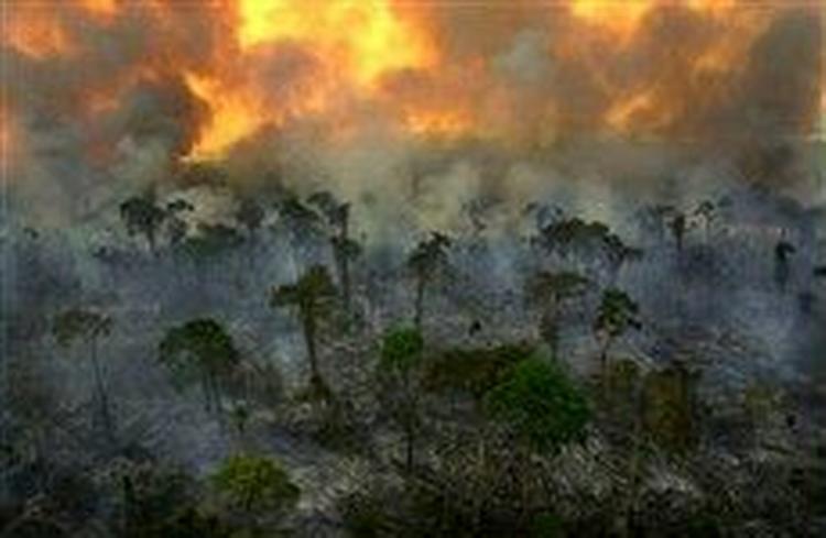 Afskovningen i Brasilien foregår i dag med rekordfart og trænger dybere og dybere ind i regnskoven. - Foto: AP 