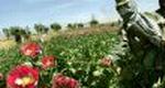 AFGHAN POPPIES