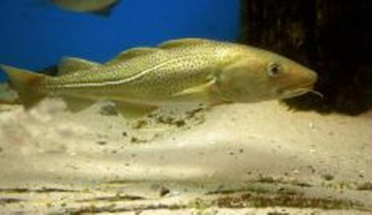 Det er alt for dyrt at forarbejde torsken, der i stedet vil blive udkonkurreret som spisefisk af catfish eller tilapia, fra Kina. - Arkivfoto: Jan Stevning 