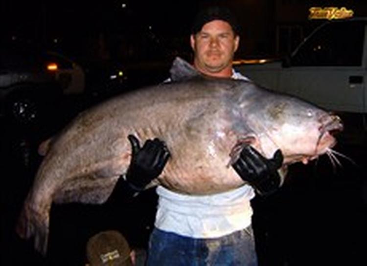 Tim Pruitt med en malle på 56 kilo fanget i Mississippifloden. Fangsten er atypisk på to måder: Dels vadede Tim Pruitt ikke ud i floden for at hente fisken, men tog den på krog, dels overlevede mallen.   Foto: AP 