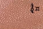 En mand lufter sin hund på et udtørret vandreservoir i Alcora i det østlige Spanien.   Foto: Fernando Bustamante/AP 