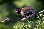 Tolv kapucineraber snusede i går for første gang til friheden i Ebeltoft Zoo   efter op mod 15 år som forsøgsdyr på Sankt Hans Hospital.   Foto: Rasmus Baaner 
