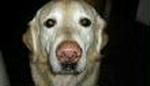Hund
