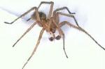 Den amerikanske 'hobo spider'. - Foto: www.critterridders.com/spiders.htm 
