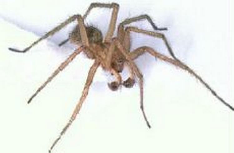 Den amerikanske 'hobo spider'. - Foto: www.critterridders.com/spiders.htm 