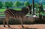 En zebra ved navn Striber tror, den er en væddeløbshest. Og det er der kommet en charmerende og billedmæssigt ganske flot børnefilm ud af. -Foto fra filmen 