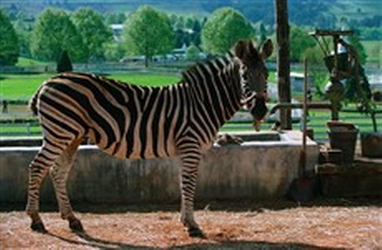 En zebra ved navn Striber tror, den er en væddeløbshest. Og det er der kommet en charmerende og billedmæssigt ganske flot børnefilm ud af. -Foto fra filmen 