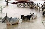 INDIA FLOODS