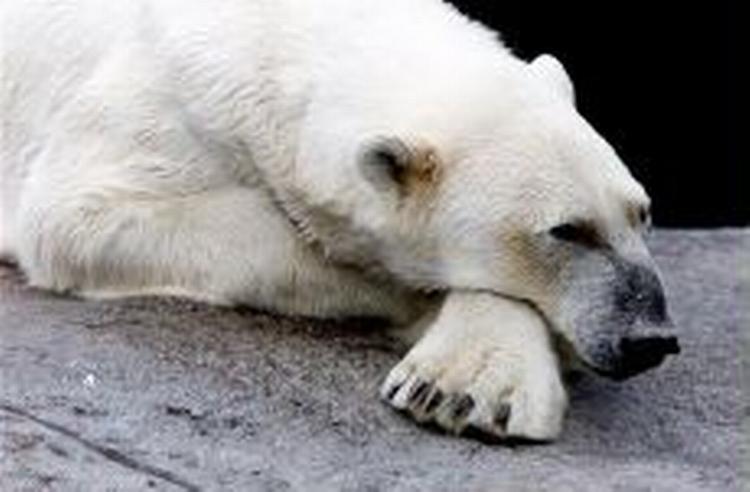 En af Zoologisk Haves tidligere isbjørne, som nu er aflivet. - Foto: Thomas Borberg 