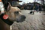 19 personer er dømt som vagtfolk for hashsælgere på Christiania. Hunden er ikke kendt skyldig. - Arkivfoto: Jens Dresling 