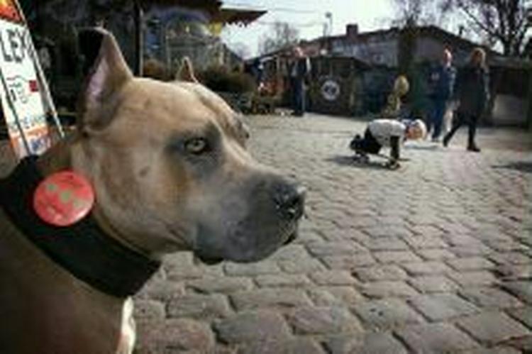 19 personer er dømt som vagtfolk for hashsælgere på Christiania. Hunden er ikke kendt skyldig. - Arkivfoto: Jens Dresling 