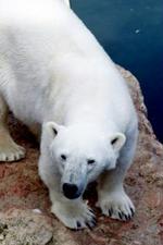 En af de tidligere isbjørne fra zoologisk have i København. - Foto: Thomas Borberg 