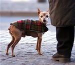 Pas på hunden. - Arkivfoto: Jens Dresling 