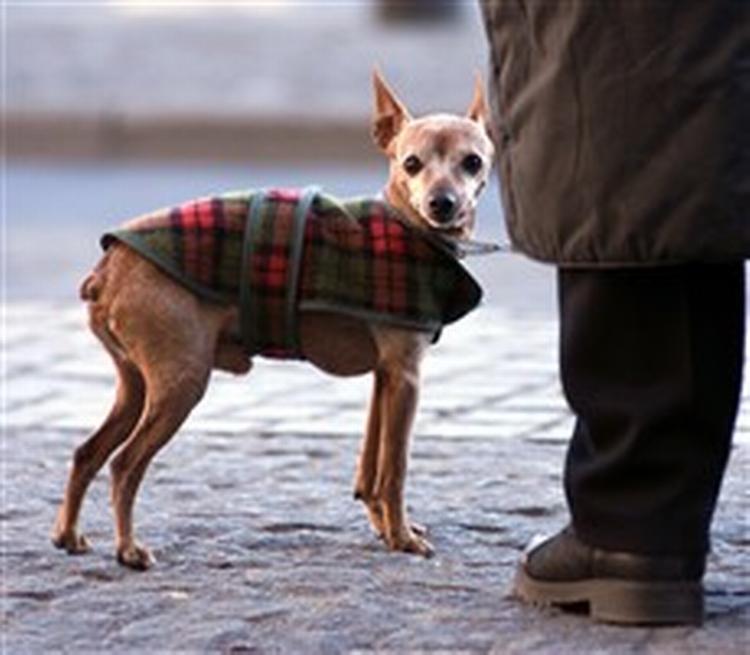 Pas på hunden. - Arkivfoto: Jens Dresling 