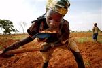 En pige arbejder i marken med sin familie i det sydlige Niger. Den værste tørke i mange år har efterladt 3,6 millioner mennesker i hungersnød. ! 