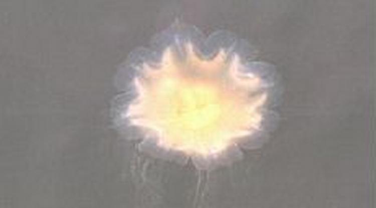 Det er gopler som denne, der i disse dage driver i land langs kysterne i Øresund. - Foto: Finn Frandsen 