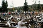 Samer i gang med at indfange rensdyr til slagtning i Strönsund i Sverige.   Arkivfoto: Lehtikuva 