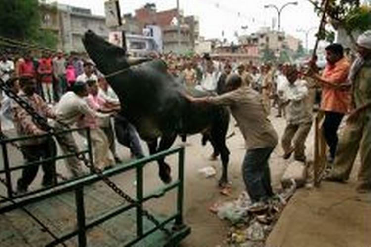 Dusørjægere har heldet med sig i New Delhi. - Foto: AP 