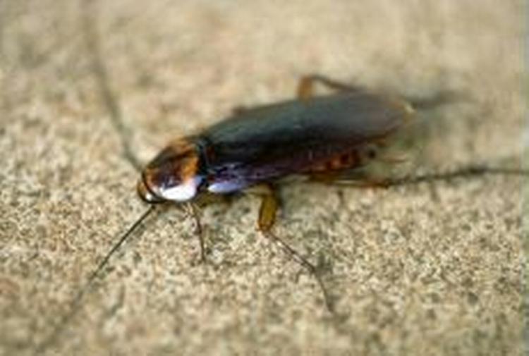 Kakerlakker i tusindvis har invaderet danske hjem. Særligt hjem i de større byer er plaget - Foto: Thomas Borberg 