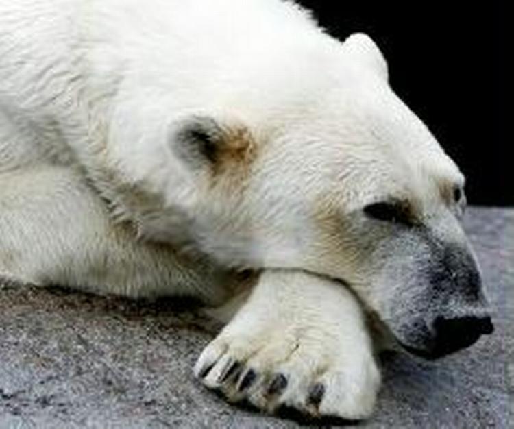 Isbjørnen på Arktis er fyldt med giftstoffer. Den her bamse er fra ZOO i København. - Arkivfoto: Thomas Borberg 