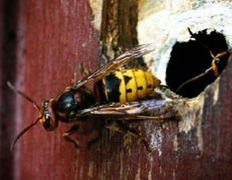 Få af de overvintrende hvepsedronninger har fået etableret hvepsesamfund på grund af vejret. - Arkivfoto: Morten Langkilde 