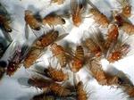 Drukne bananfluer. - Foto: Pharyngula 