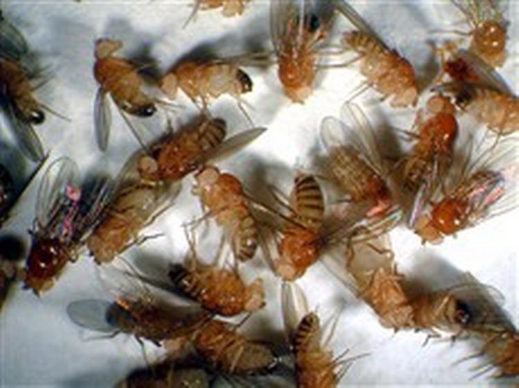 Drukne bananfluer. - Foto: Pharyngula 