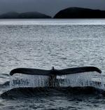Havdyr som pukkelhvalen Moby Dick her får både fordele og ulemper ud af temperaturstigningerne i Arktis, mens kommercielle arter som rejen er mere sårbare. - Foto: Martin Lehmann 