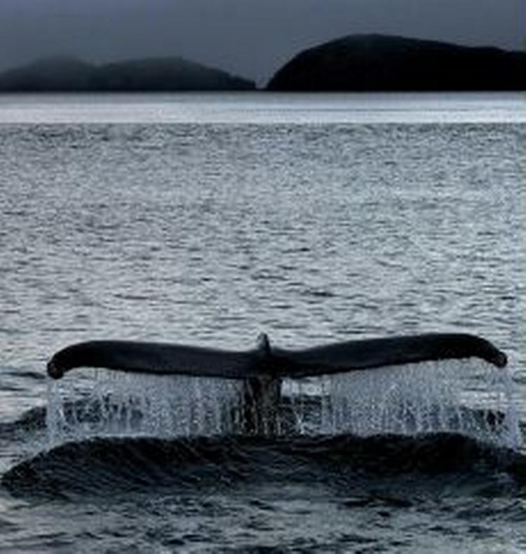 Havdyr som pukkelhvalen Moby Dick her får både fordele og ulemper ud af temperaturstigningerne i Arktis, mens kommercielle arter som rejen er mere sårbare. - Foto: Martin Lehmann 