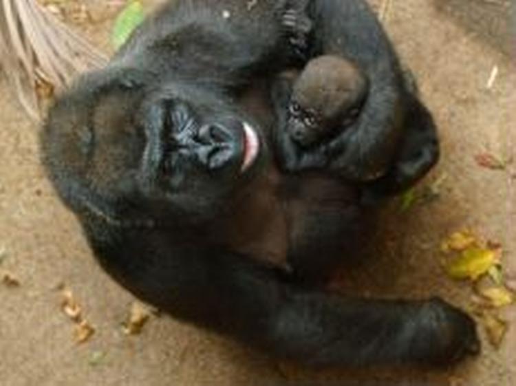 De store menneskeaber som for eksempel gorillaen er jaget vildt. - Foto: AP 