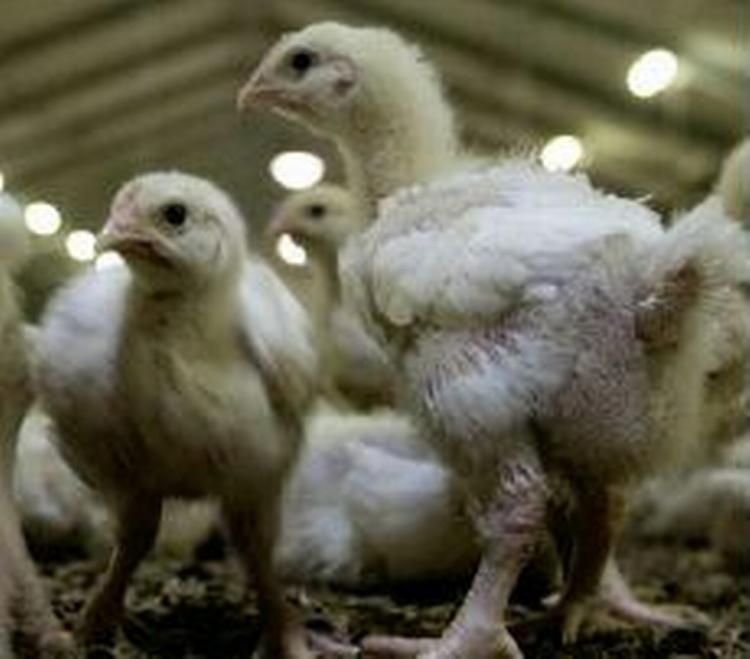 Forbrugerne skal være sikre på, at den kylling, de henter i køledisken, er fri for salmonella, mener S. - Arkivfoto: Peter Hove Olesen 